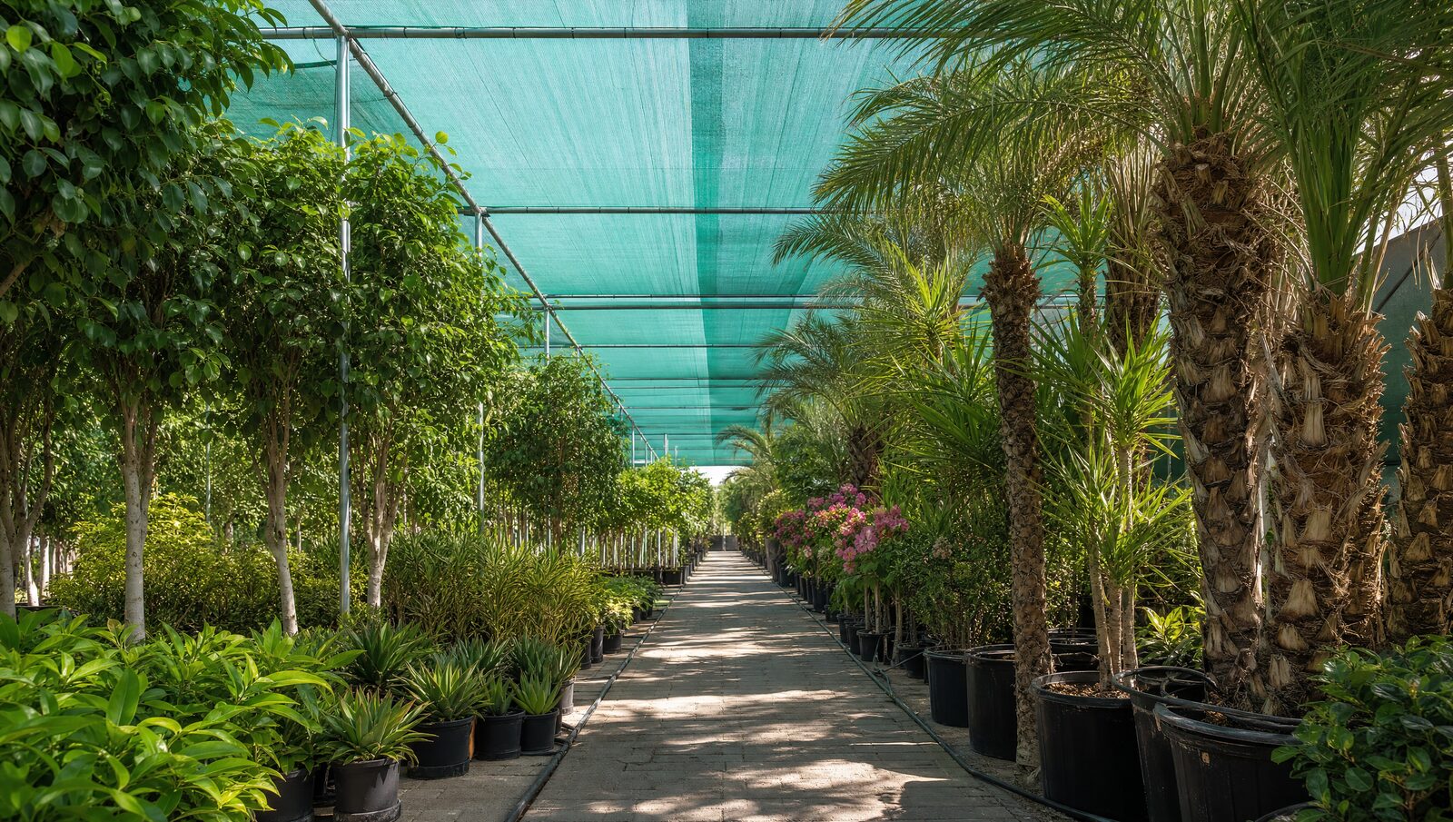 Plant nursery rows
