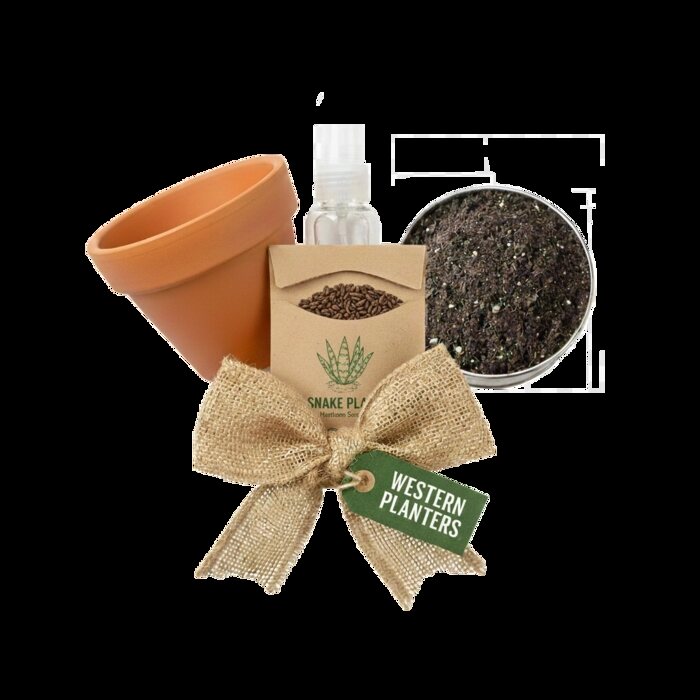 Snake plant kit